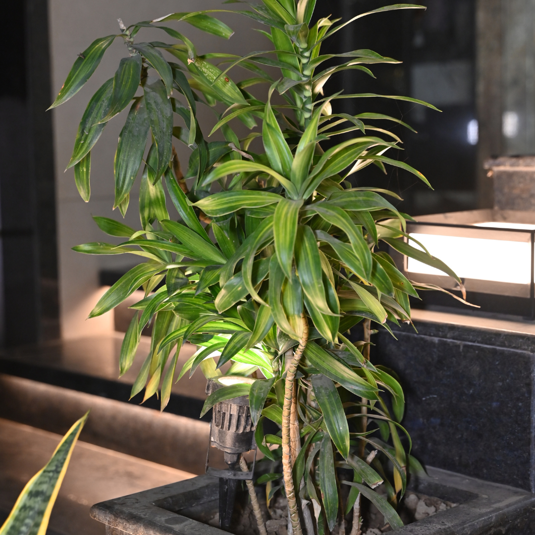 MIDLAND 6W SPIKE LED GARDEN LIGHT